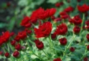 Comment choisir et entretenir vos plantes à fleurs