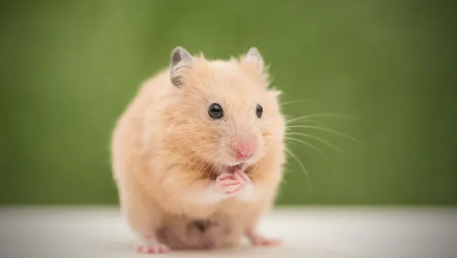 adopter hamsters