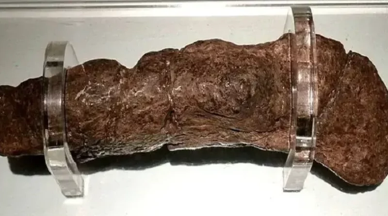 Le plus gros étron humain fossilisé