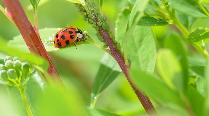 Lutte efficace contre les pucerons