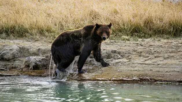 blague la chasse au grizzly 