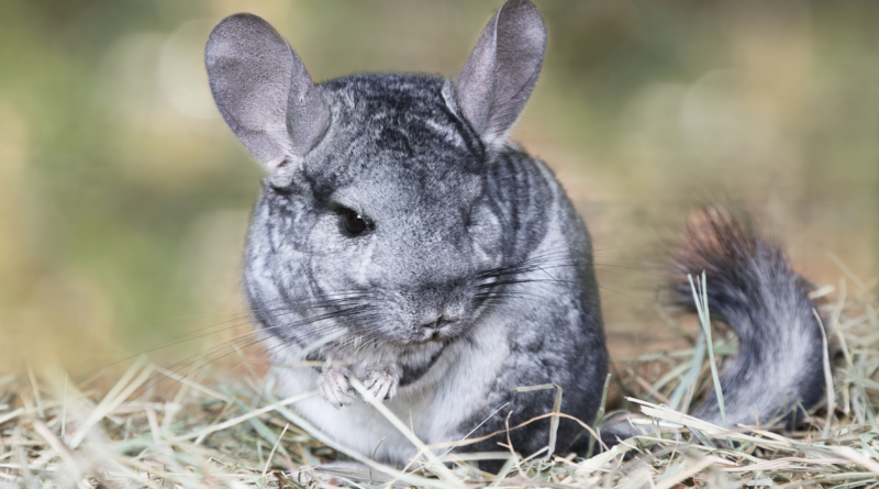 adopter chinchilla