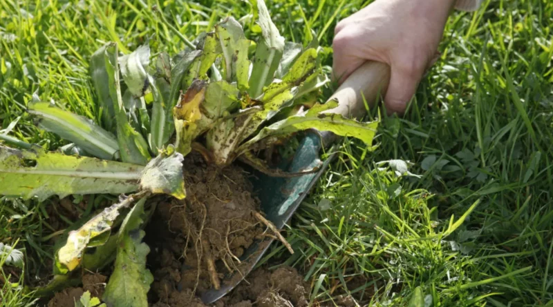 connaitre les plantes indésirables