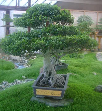 choisir et entretenir bonsai