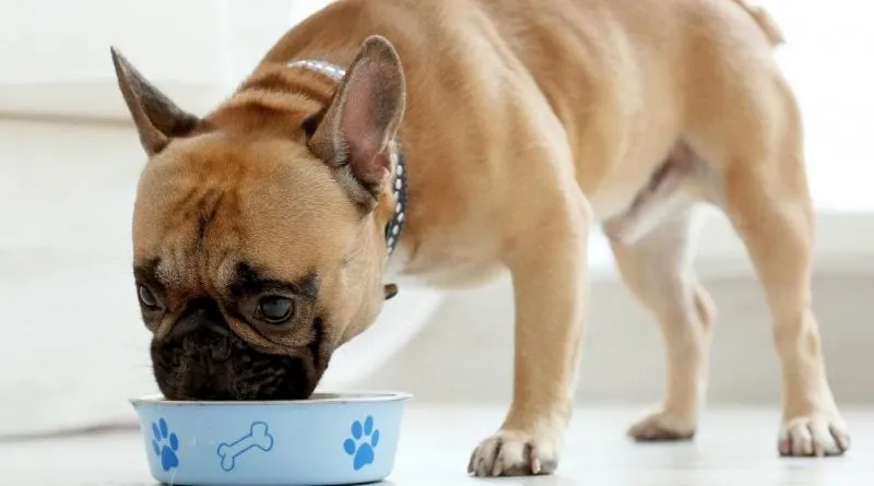 ce qu'il ne faut pas donner à manger aux animaux