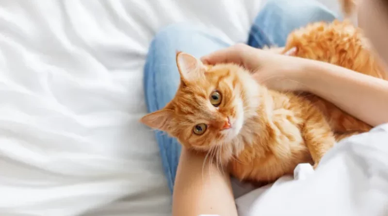 les maladies infectieuses du chat