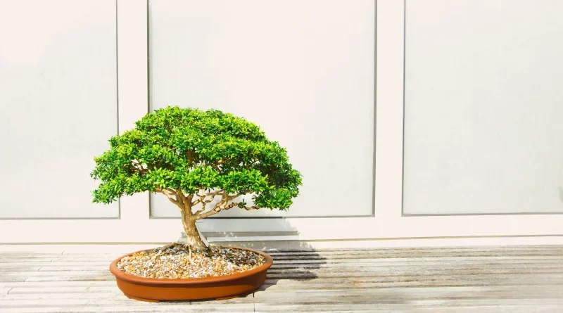 choisir et entretenir bonsai