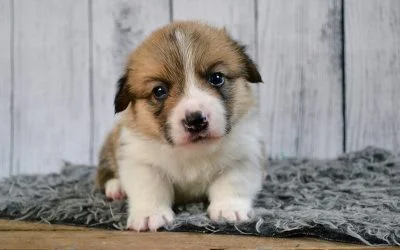 chiot a vendre