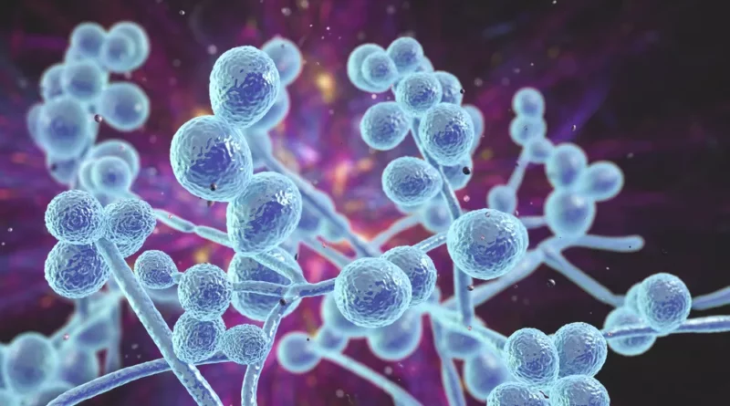 candida-albicans