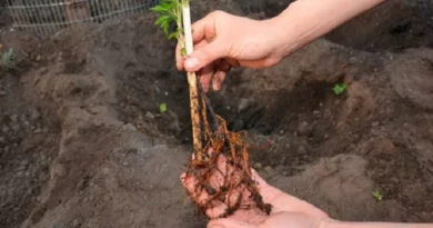 planter des grimpantes en racines nues