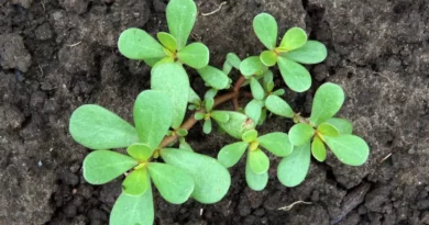 Le pourpier est l’une des plantes les plus puissantes