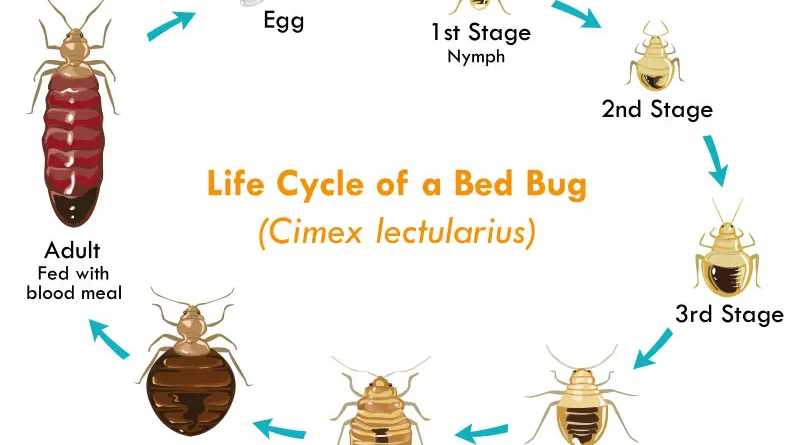 cycle de vie punaise de lit