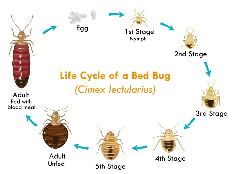 cycle de vie punaise de lit