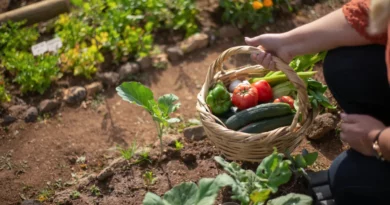 comment réussir son potager
