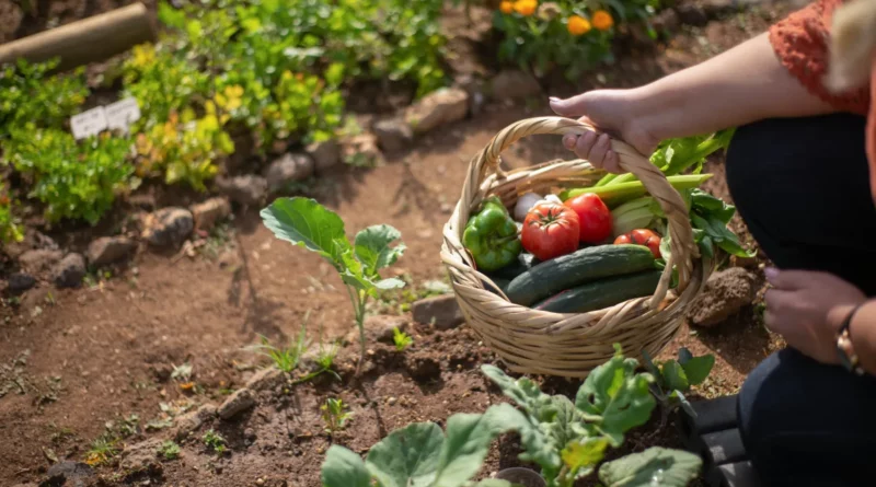 comment réussir son potager