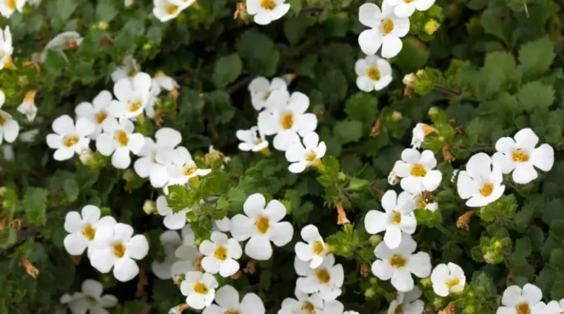 Bacopa contre le stress
