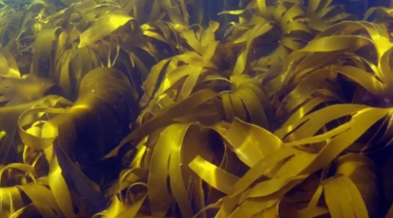 laminaria-hyperborea-close-up