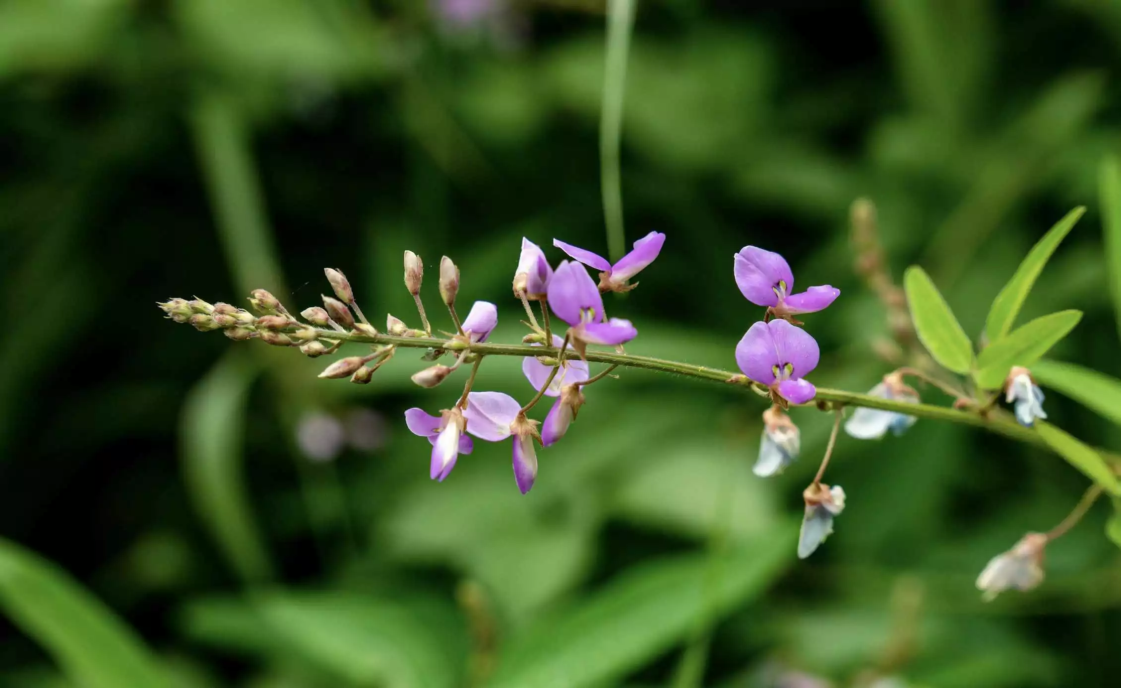 Desmodium adscendens