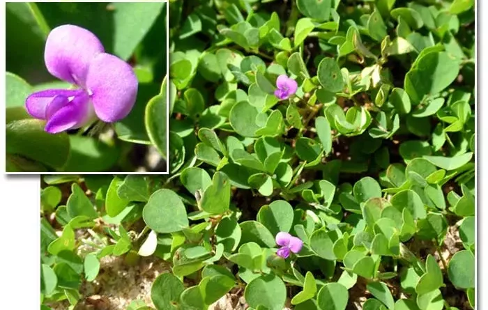 Desmodium adscendens
