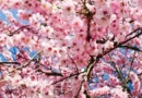 cerisier-japonais-800x445.jpg