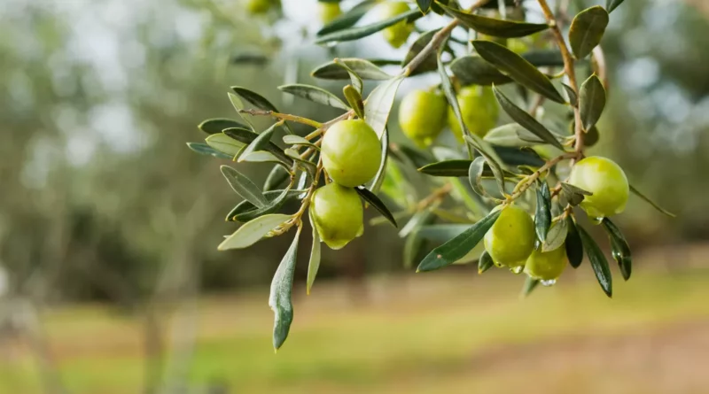 L’olivier
