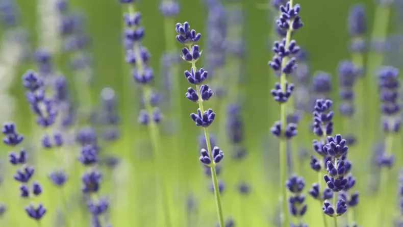 lavande-angustifolia-light-blue