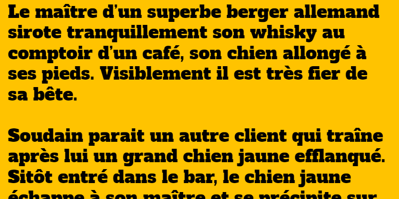 blague un chien jaune très féroce