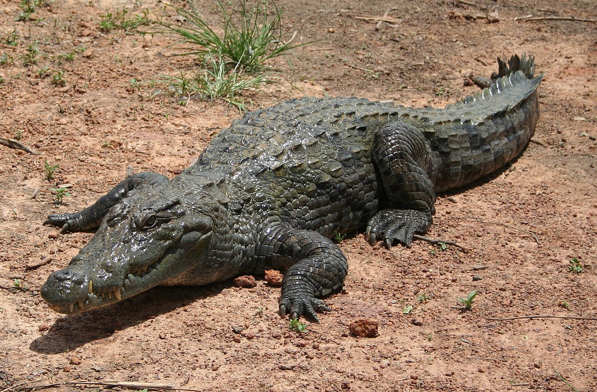 énigme crocodile 