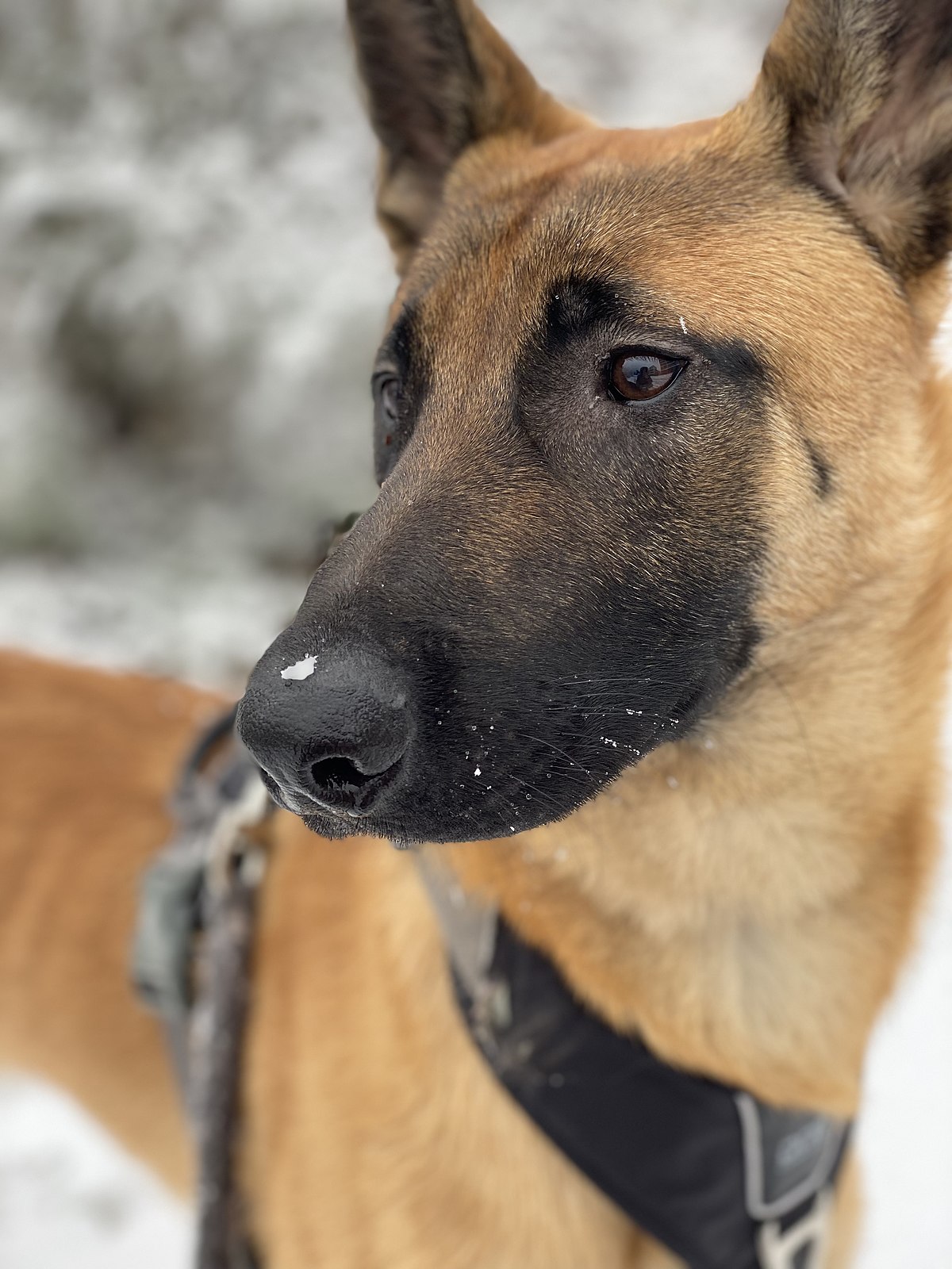 Malinois.snow