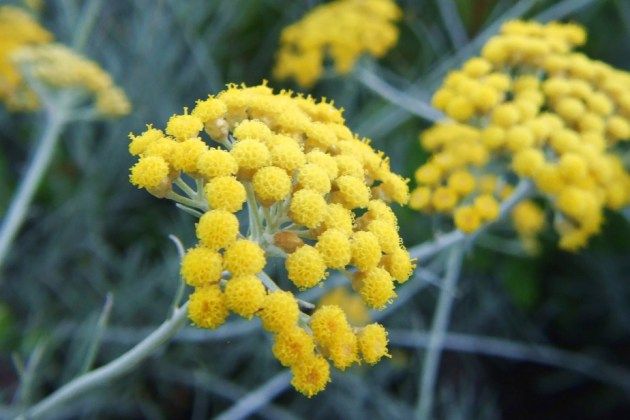 huile-essentielle-d-immortelle-de-corse