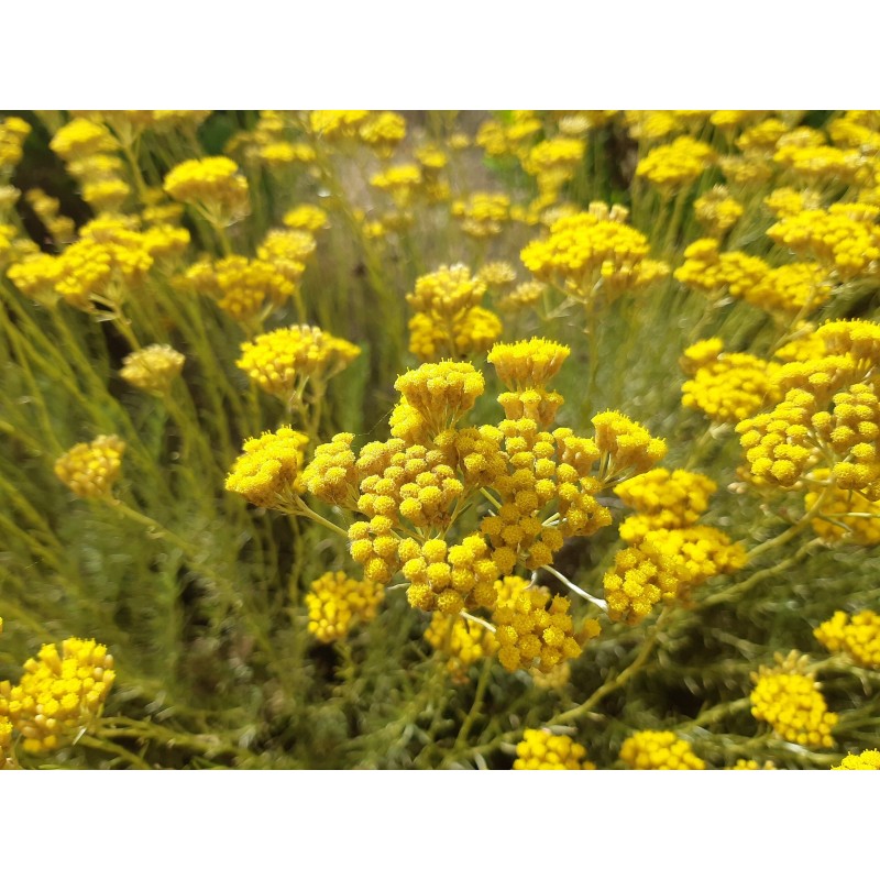 huile-essentielle-d-immortelle-de-corse