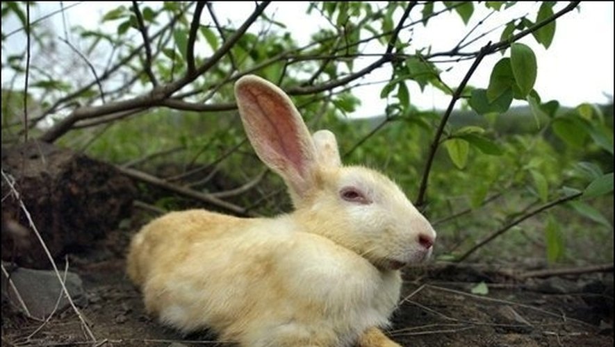 blague le lapin et le corbeau 