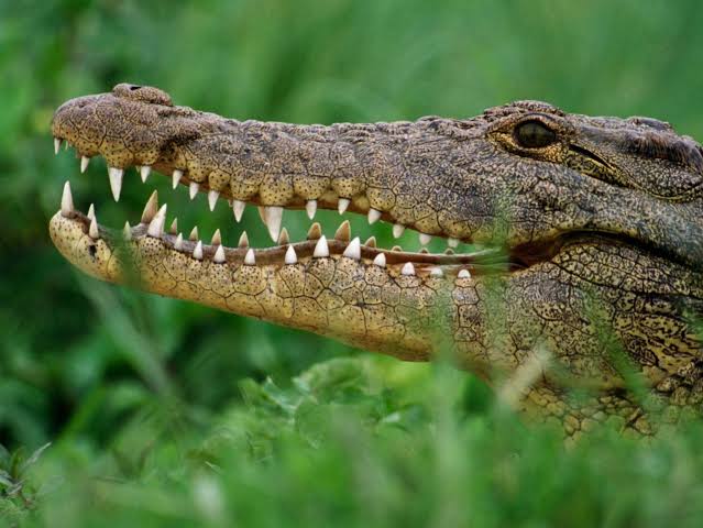 Le crocodile dans la piscine