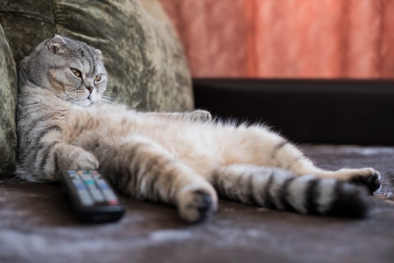 chat sur le canapé 