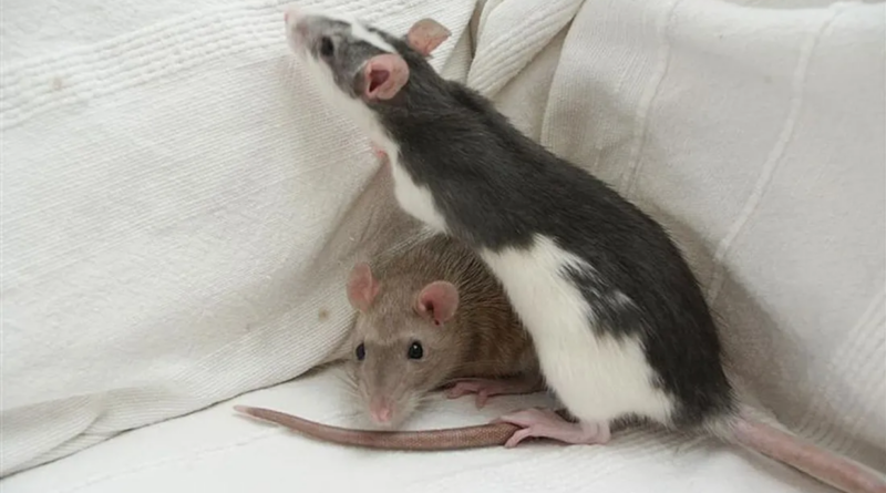 rats