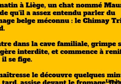 blague chat belge