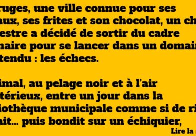 blague chat échecs