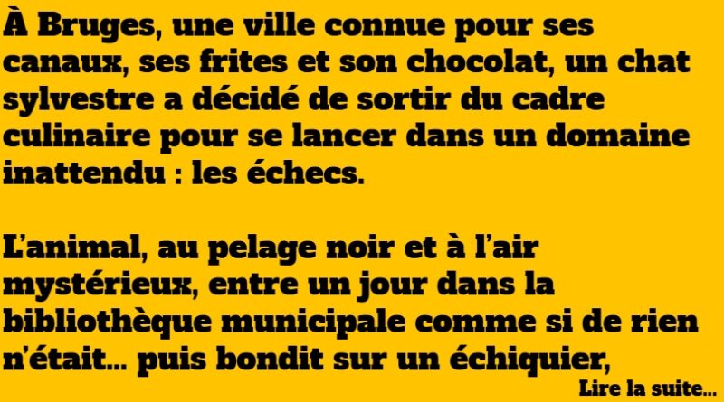 blague chat échecs