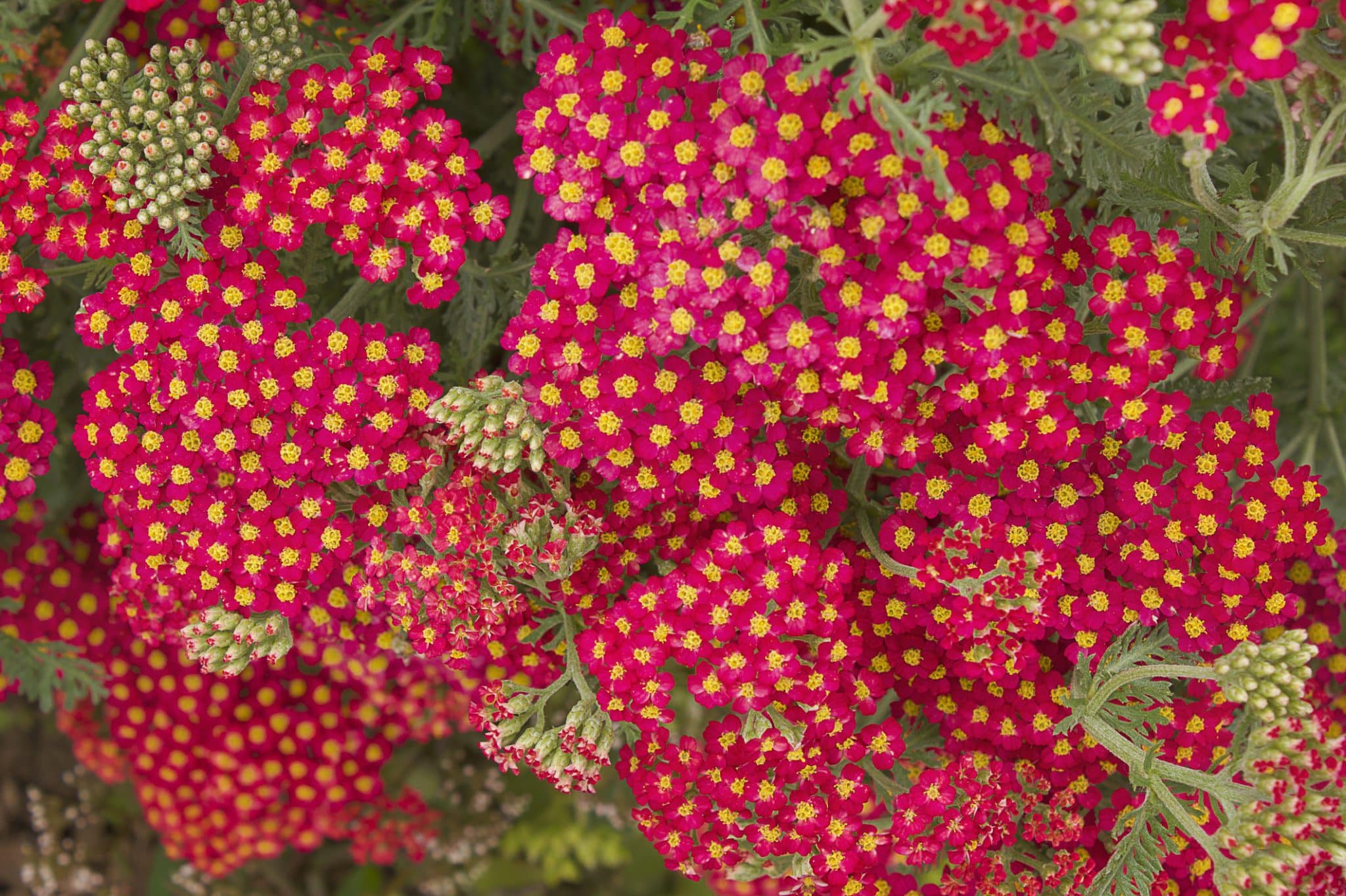 plantes couvre-sol incontournables pour survivre à la sécheresse estivale