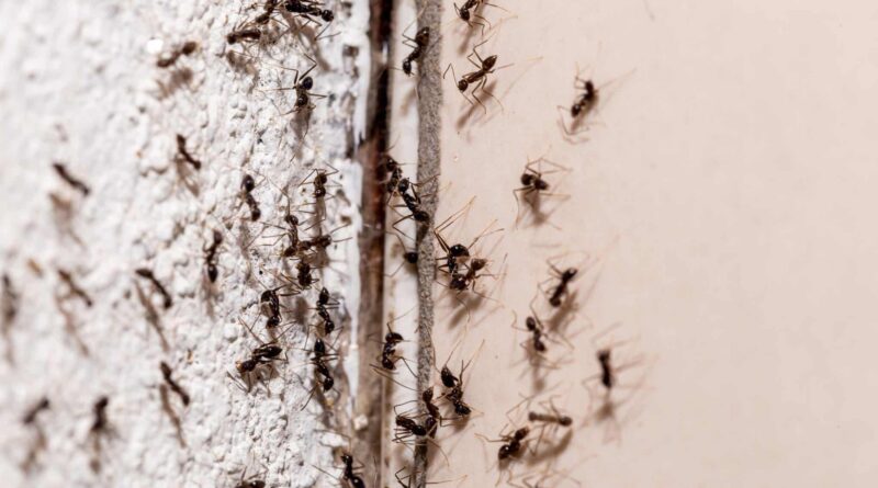 prise contre invasion fourmis