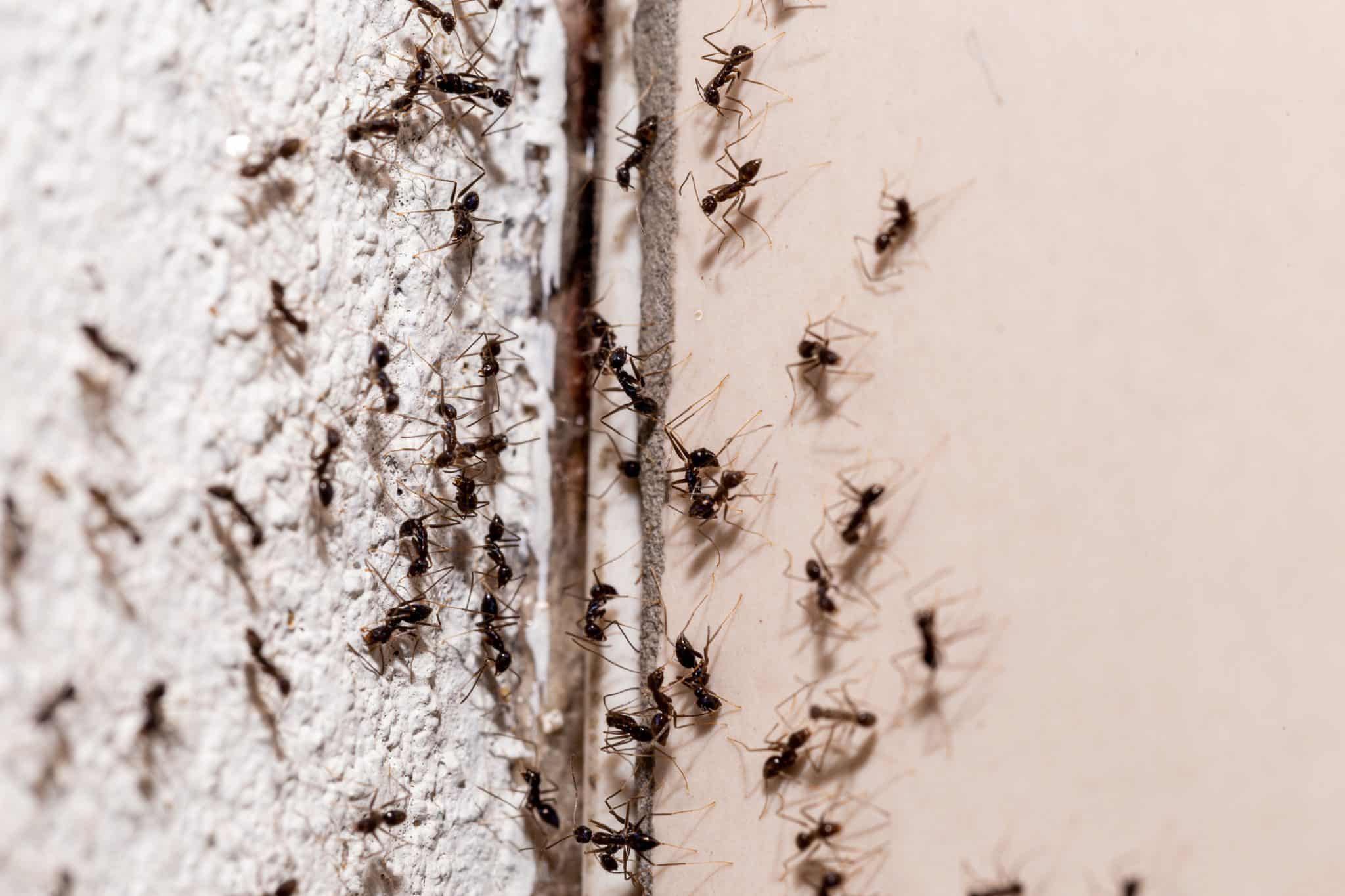 prise contre invasion fourmis