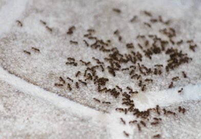 Éradiquez les fourmis de votre maison