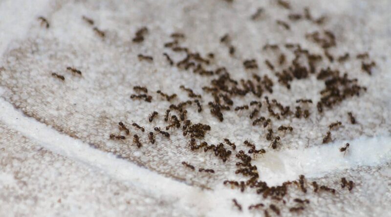 Éradiquez les fourmis de votre maison
