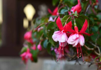 fuschia