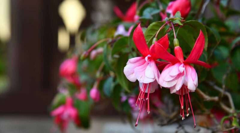 fuschia