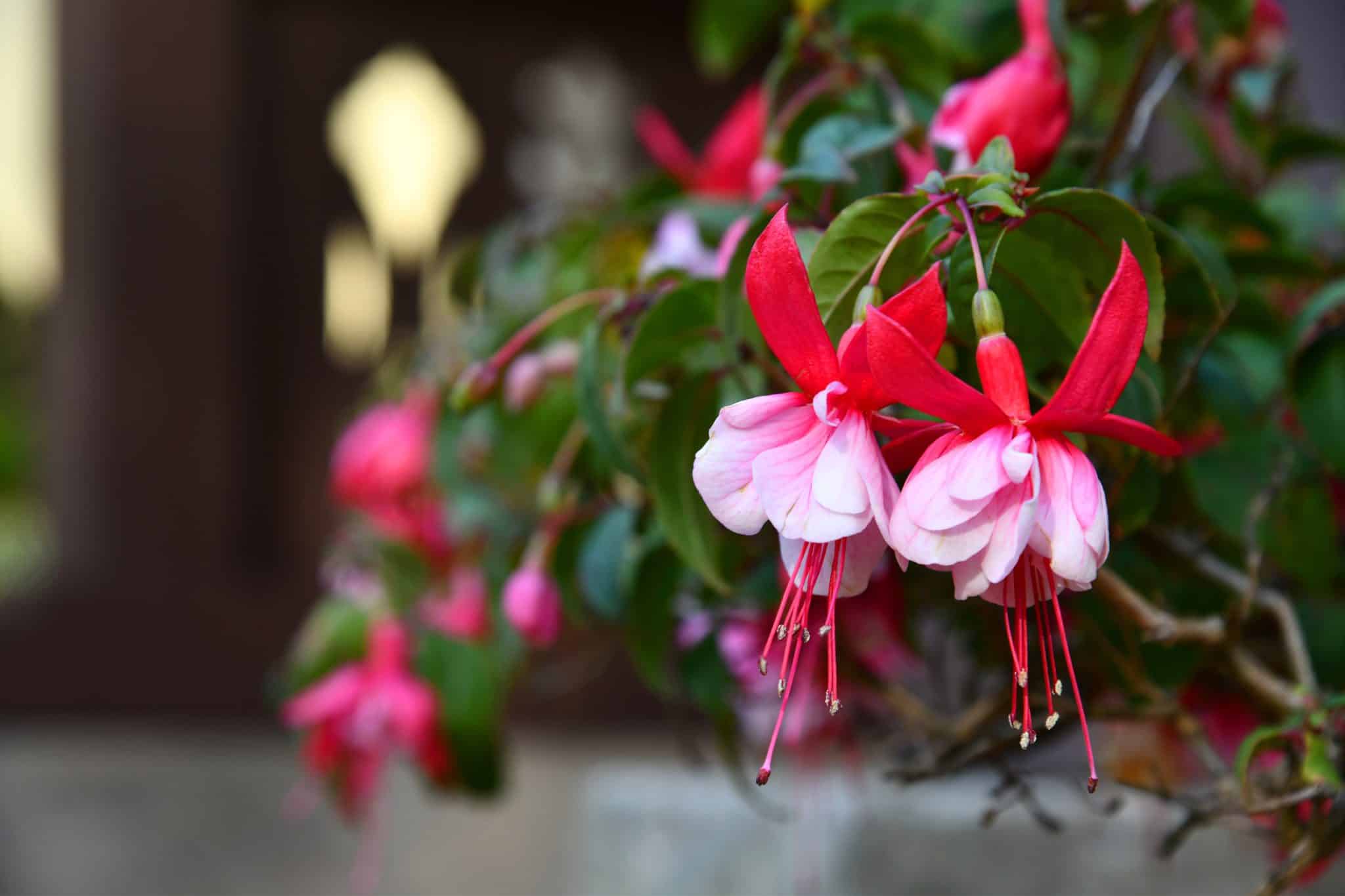fuschia