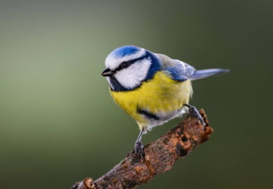 attirer mesange bleue dans votre jardin