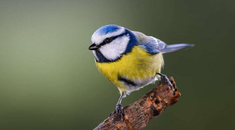 attirer mesange bleue dans votre jardin