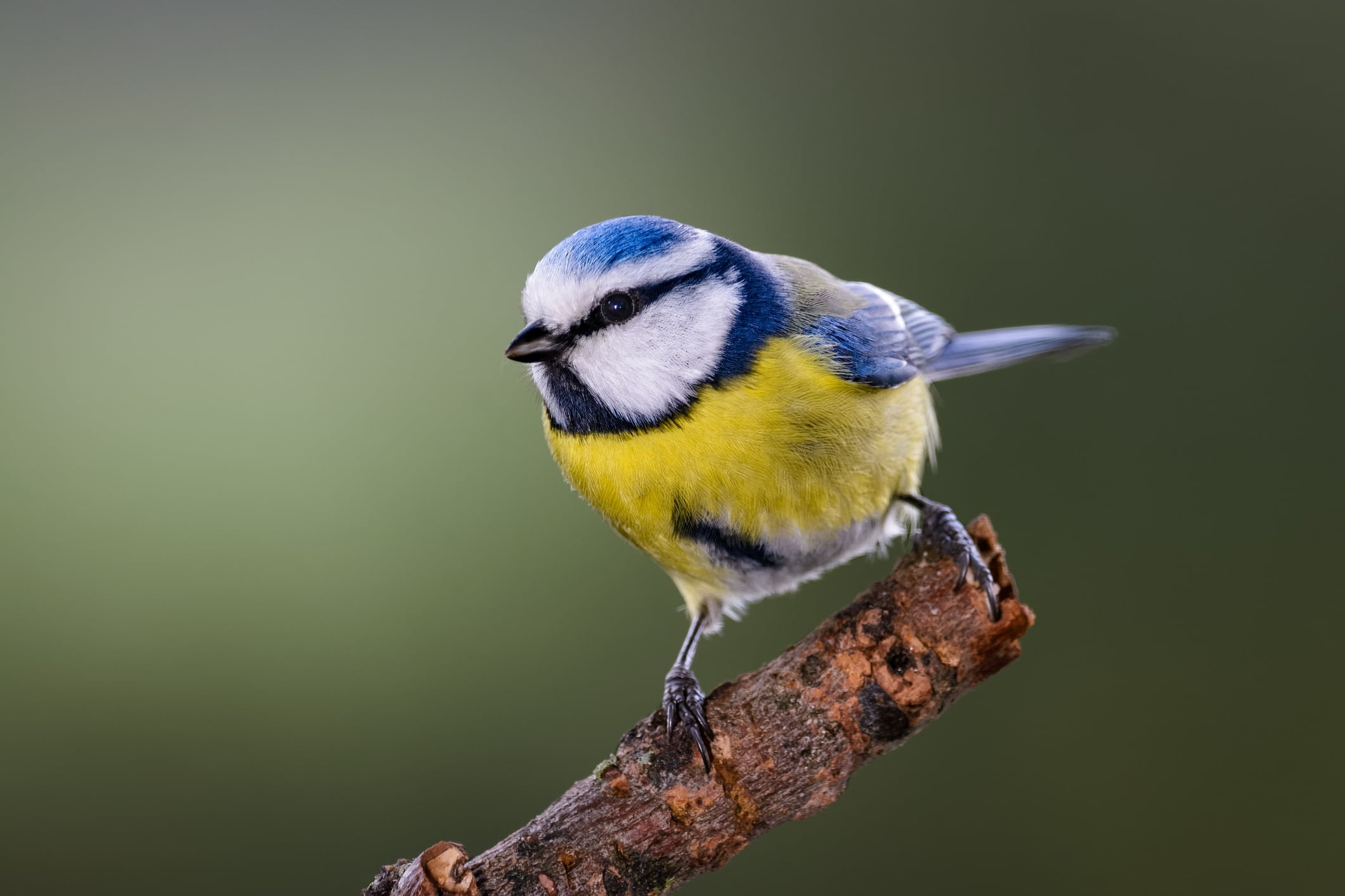 attirer mesange bleue dans votre jardin