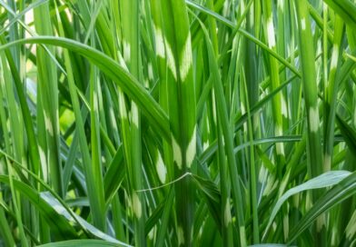 Porcupine Grass (Miscanthus sinensis)